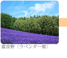 富良野(ラベンダー畑)