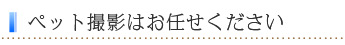 ペット撮影はお任せください